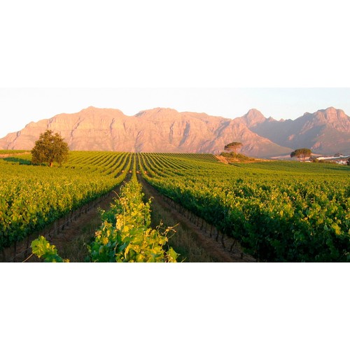 Kleine Zalze Bush Vine Chenin Blanc