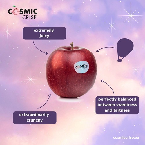 Cosmic Crisp Apples