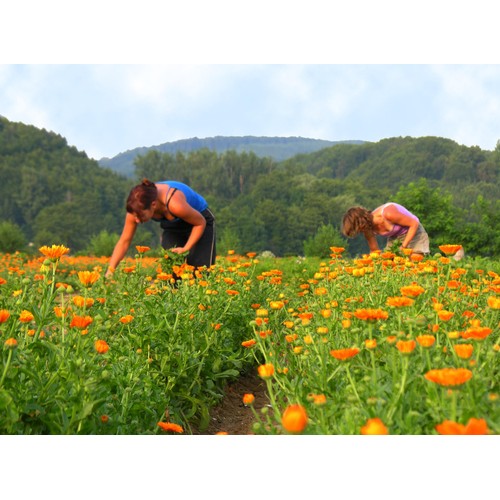 Weleda Calendula Cuts & Grazes Spray, Vegan