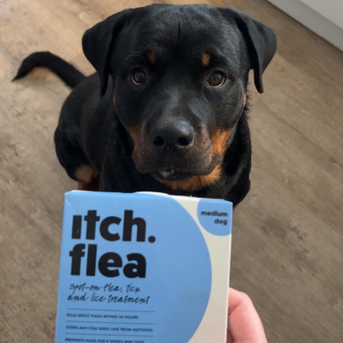 Itch Flea & Tick Treatment for Medium Dogs (10-20kg)