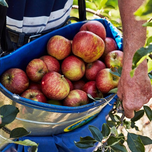 Natoora Seasonally Selected British Apples