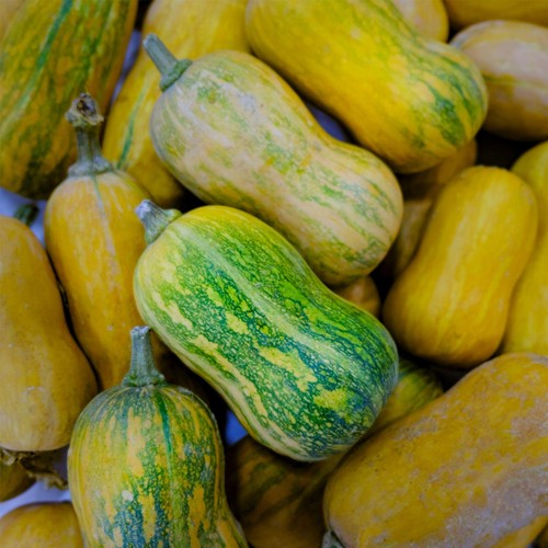 She Grows Veg Butternut Squash Honeynut Seeds