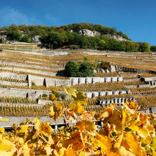 Aigle Les Murailles Chasselas Switzerland