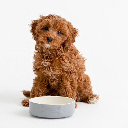 Mason Cash Colour Mix Grey Dog Bowl 15cm