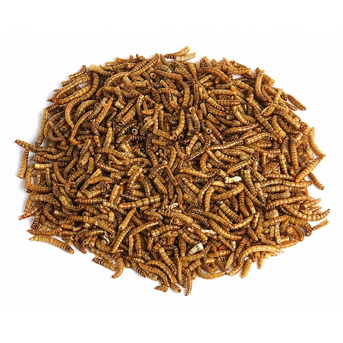 RSPB Mealworms