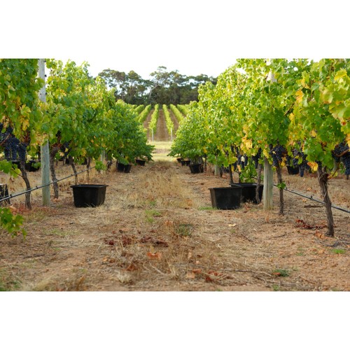 Robert Oatley Signature Series Chardonnay