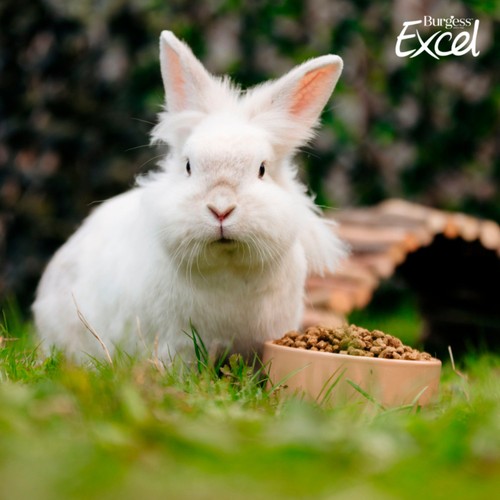 Burgess Excel Adult Rabbit Food with Mint