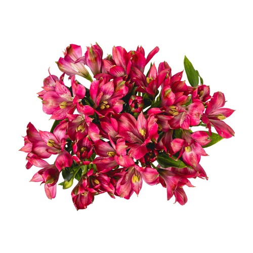 Alstroemeria