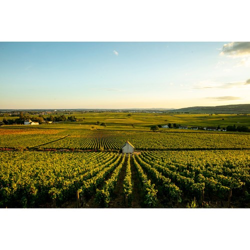 Louis Jadot Meursault