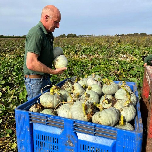 Natoora Organic British Crown Prince Pumpkin