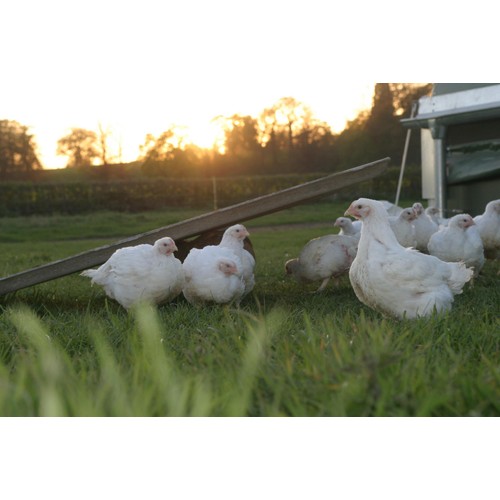 Packington Free Range Diced Chicken Fillet 