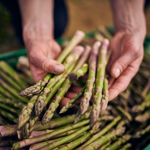 Barfoots Farming Forever Asparagus Spears
