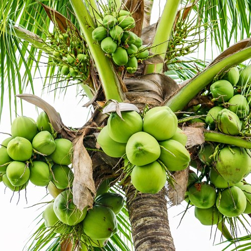 OrchardWorld Coconut - Eat and Drink