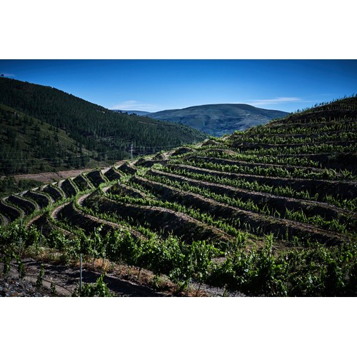 Cune Maruxa Godello