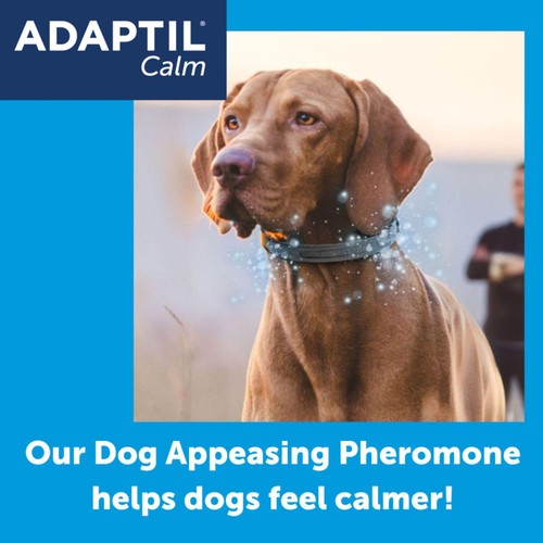 Adaptil Dog Calming Collar Small