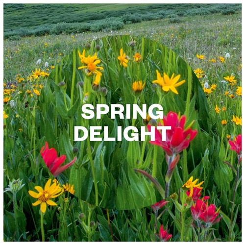 Airwick Pure Air Freshener Spring Delight