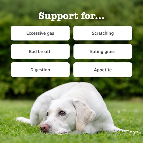 Zesty Paws Probiotic Dog Chews Pumpkin Flavour