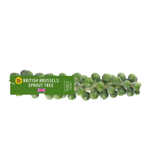 M&S British Brussels Sprout Tree