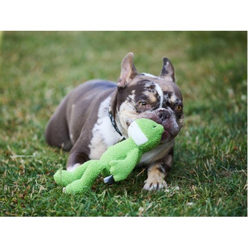 Petface Finlay Frog