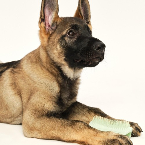 Pet Teezer Puppy Brush Green
