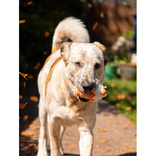 Spirit & Spook Luna Latte Dog Toy