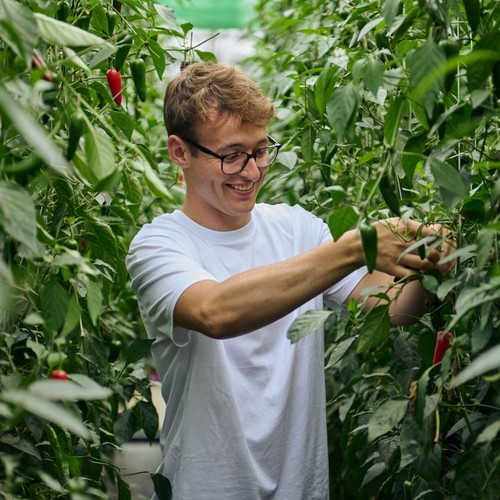 Barfoots Farming Forever Sweet & Spicy British Pepper Mix