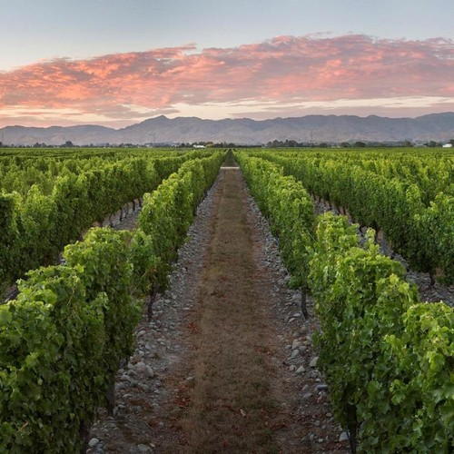 Stoneleigh Marlborough Sauvignon Blanc