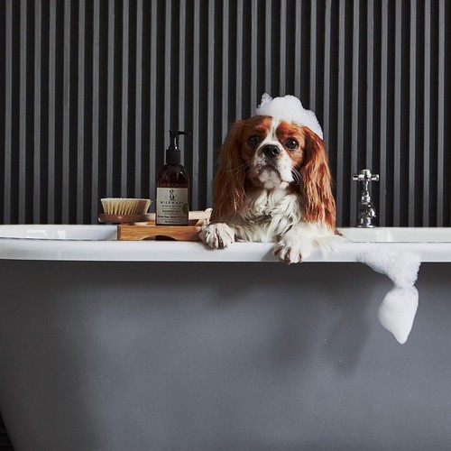 WildWash Super Sensitive Conditioner for Dogs and Cats