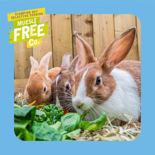 Burgess Excel Junior & Dwarf Rabbit Nuggets With Mint
