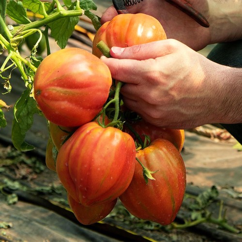 Natoora Italian Pink Bull's Heart Tomatoes