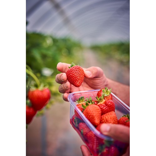 M&S British Strawberries