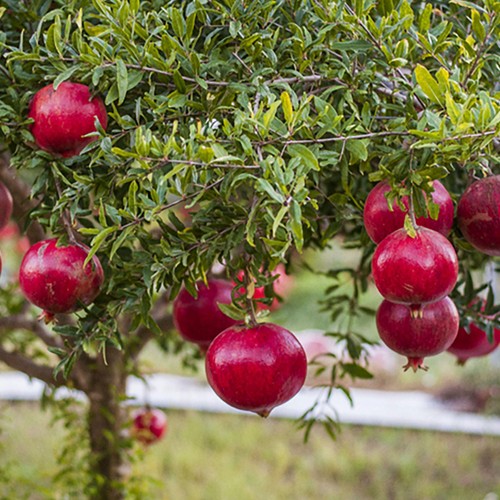 Natoora Italian Pomegranate