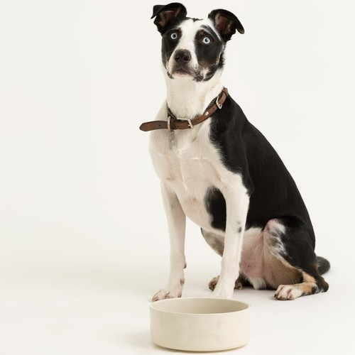 Mason Cash Colour Mix Cream Dog Bowl 20cm
