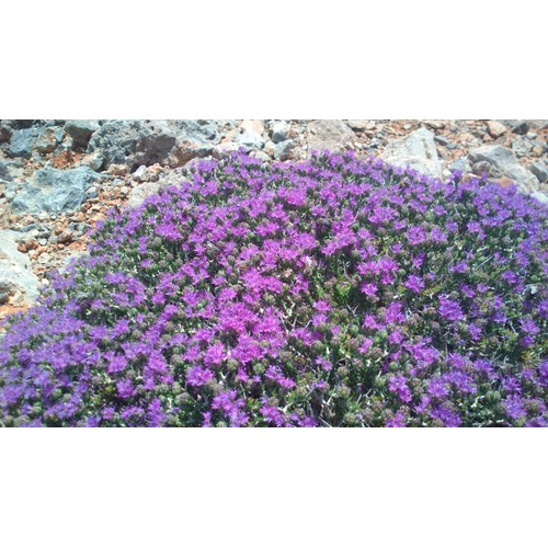 The Greek Kitchen Wild Thyme & Multifloral Greek Honey