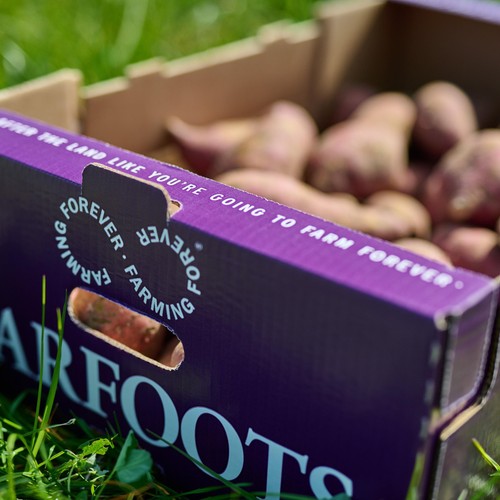 Barfoots Farming Forever White Flesh Sweet Potatoes   