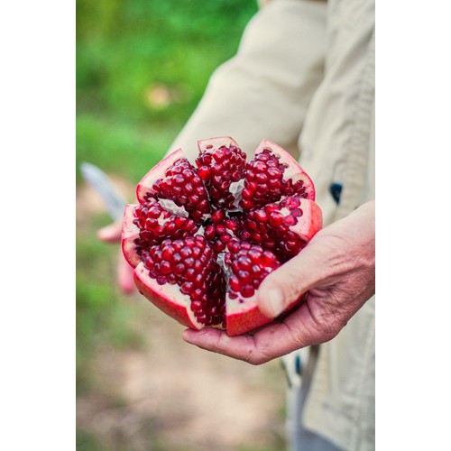 Natoora Sicilian Pomegranate