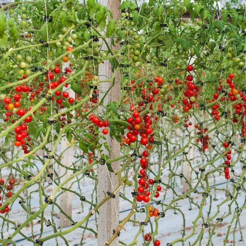 Natoora Sicilian Cherry Vine Ripened Tomatoes