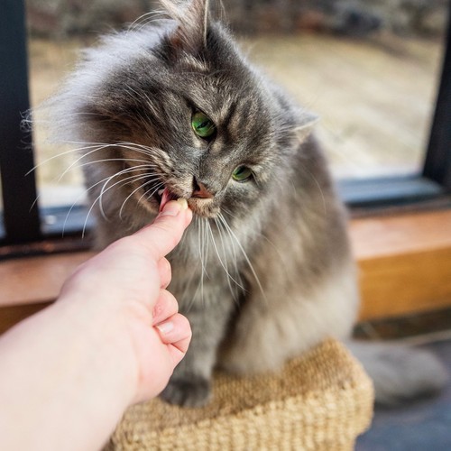HiLife It's only Natural Chicken Breast Cat Treats