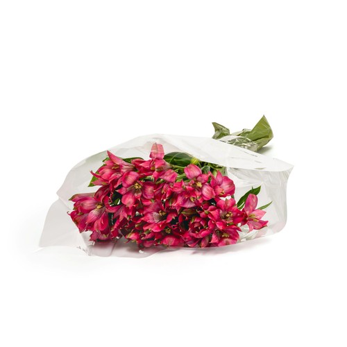 Alstroemeria