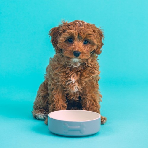 Mason Cash Colour Mix Grey Dog Bowl 15cm