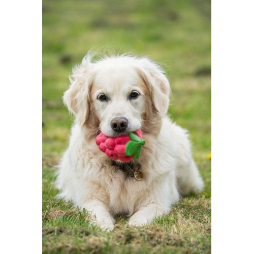 Petface Foodie Faces Raspberry Latex Dog Toy