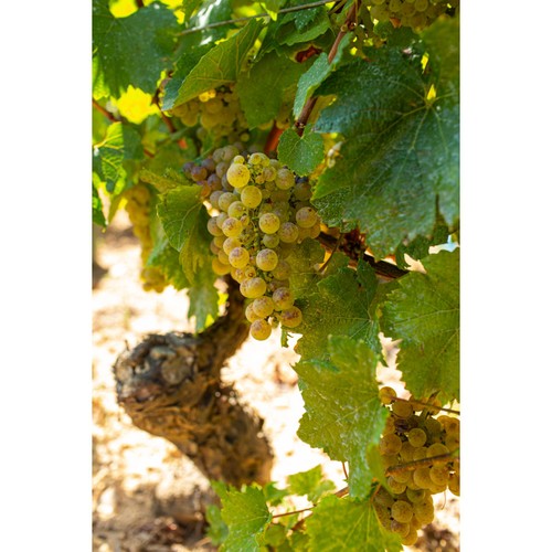 Louis Jadot Pouilly Fuisse