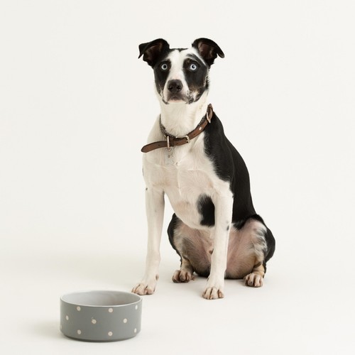 Mason Cash Polka Dot Grey 18cm Pet Bowl