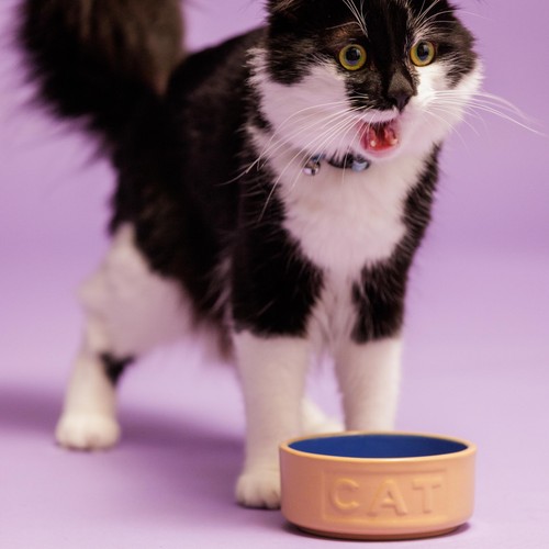Mason Cash Cane/Blue Lettered Cat Bowl 13cm