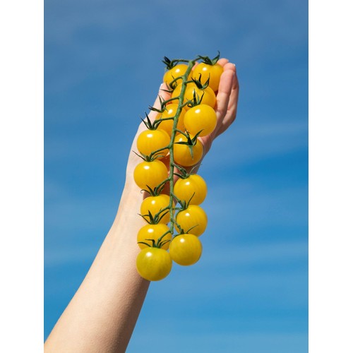 Isle of Wight Tomatoes Growers Discovery