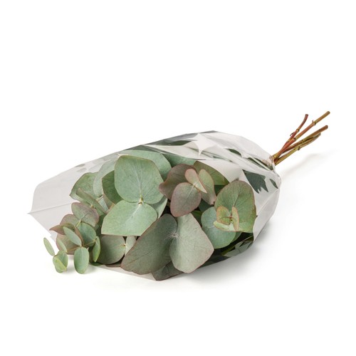 Eucalyptus