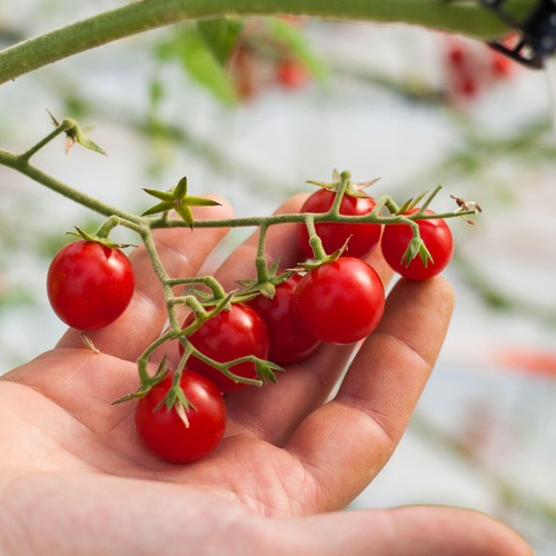 Natoora Sicilian Cherry Vine Ripened Tomatoes