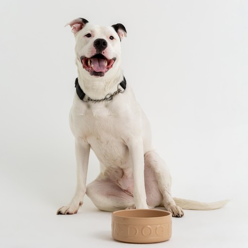 Mason Cash Lettered Dog Bowl 18cm