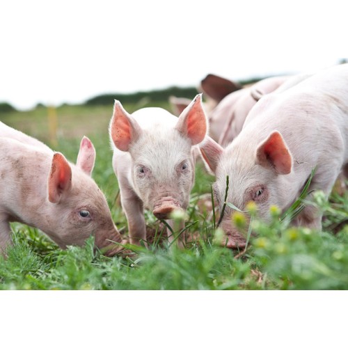 Packington Free Range Pork Leg Joint Half Boneless
