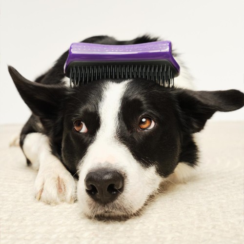 Pet Teezer De-Shedding Dog Grooming Brush